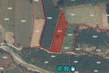 5.281 m2 FINDIK TARLASI